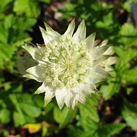 Astrantia major 'Alba'